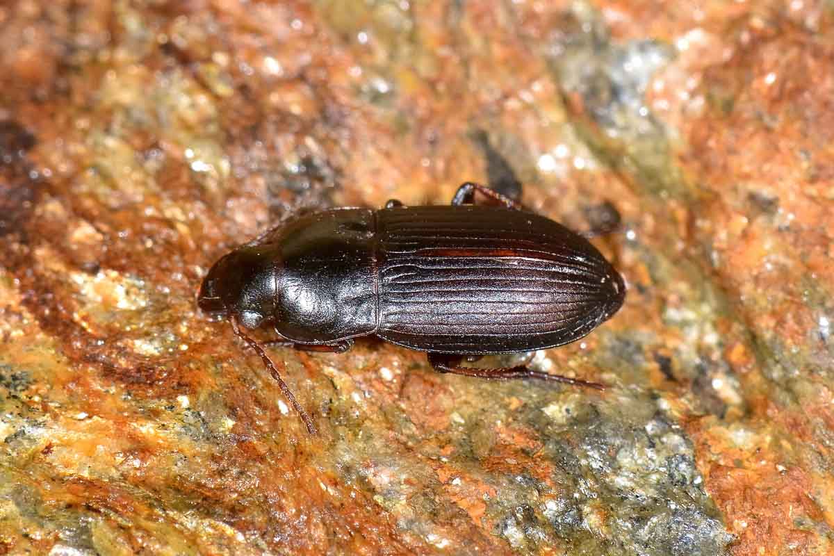 Harpalus anxius  (Carabidae)